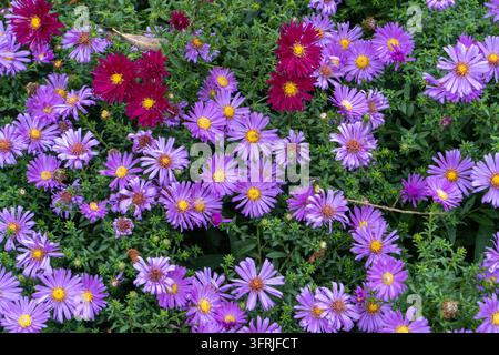 Lebendige lila Asternblüten in einem dichten Gartenbeet mit roten Akzenten und grünem Laub. Stockfoto