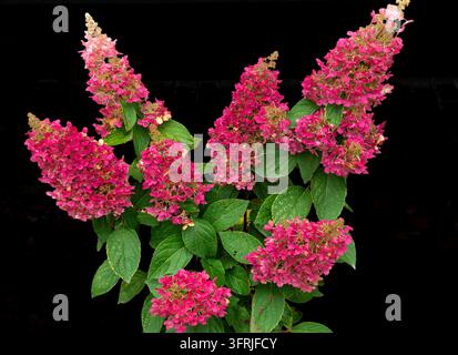 Rosa Hydrangeenbüschel mit kegelförmigen Blüten Stockfoto