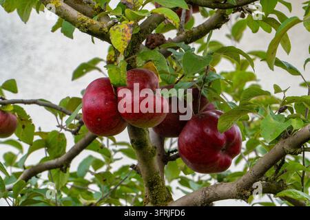 Reife rote Äpfel hängen an moosigen Apfelbaumzweigen Stockfoto