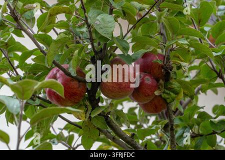 Reife rote Äpfel hängen an moosigen Apfelbaumzweigen Stockfoto