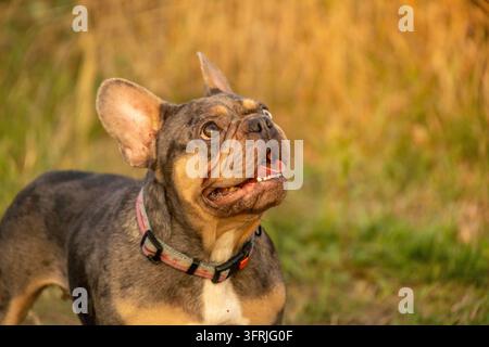 Erwachene merle Franzosen-Bulldogge mit Heterochromie, die nach oben schaut, zeigt Hautallergie mit geschwollenen, feuchten Gesichtsrunzeln. Brachycephale Rassen wie Mops oder Stockfoto