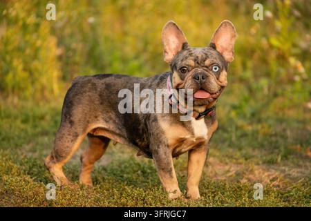 Charmante erwachsene Merle-Französische Bulldogge mit hellbraunen Flecken steht stolz in der Natur. Begleithundrassen wie Mops, Boston Terrier und Englische Bulldogge sind Stockfoto