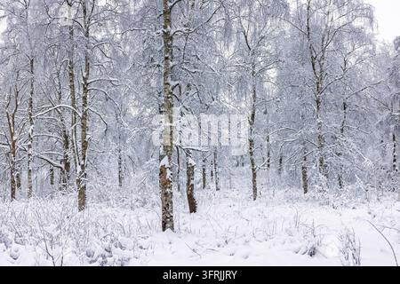Winterliche Birkenwaldszene mit schneebedecktem Wald Stockfoto