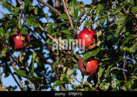Glänzende Äpfel leuchten vor blauem Himmel, eingebettet zwischen frischen grünen Blättern an einem stabilen Ast, der leicht schwankt. Ein lebendiges Detail eines Obstgartens, das g feiert Stockfoto