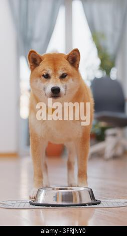 Shiba-Inu-Hund steht über einer Schüssel mit Trockenfutter und schaut in die Kamera Stockfoto