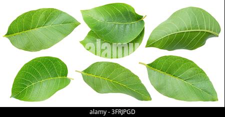 Satz von grünen jungen Walnussblättern isoliert auf weißem Hintergrund. Ausschnittpfad. Stockfoto