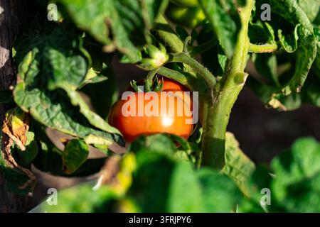 Eine einzelne reife Tomate, eingebettet zwischen grünen Blättern an einer Heim Gartenschote, die in goldenem Nachmittagslicht badet und eine geschmackvolle Ernte und gesunde Kochkunst verspricht Stockfoto