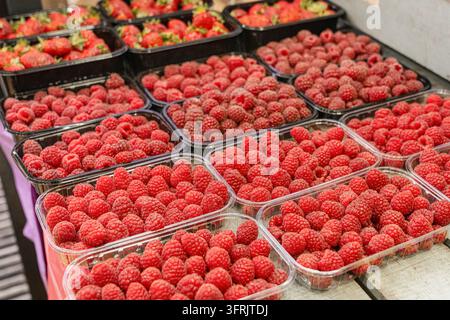 Nahaufnahme von frischen reifen roten Himbeeren, die in klaren und schwarzen Plastikbehältern auf einem Gemüsemarkt ausgestellt sind, mit Erdbeeren im Hintergrund Stockfoto