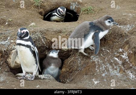 Magellankondor-Familie mit flauschigen grauen Küken in der Nähe ihrer Höhlen in Patagonien, Chile, Südamerika. Spheniscus magellanicus in ihrer natürlichen Wildnis Stockfoto