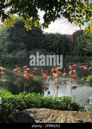 Schwarm rosa Flamingos, der in einem tropischen Teich watet Stockfoto
