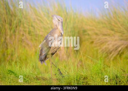 Schuhschnabel (Balaeniceps rex) auf Nahrungssuche im Feuchtgebiet, Mabamba-Sumpf, Uganda. Stockfoto