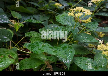 Eine horizontale Nahaufnahme von wilden Hydrangea arborescens-Blättern, die mit Wassertropfen bedeckt sind, mit Büscheln winziger weißer Blüten. Das nasse grüne Laub c Stockfoto