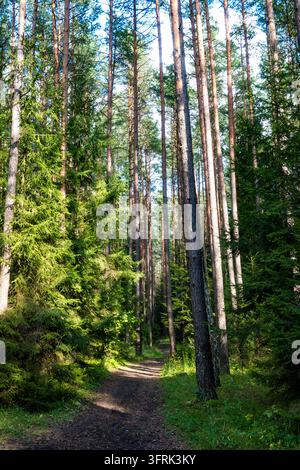 Ein schmaler Sandweg führt durch hohe Kiefern mit braunen Stämmen und grünen Ästen. Sonnenlicht dringt durch das Blätterdach und erzeugt eine friedliche Stockfoto