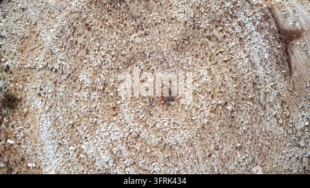 Raue Betonputzfläche mit grobem Kieselzusatz, beige-graue Töne. Stockfoto