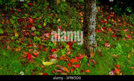 Bunte gefallene Blätter im Garten Stockfoto