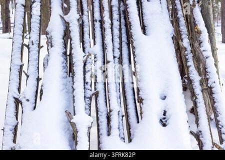 Gefallene Stämme alter Bäume in einem Winterwald Stockfoto