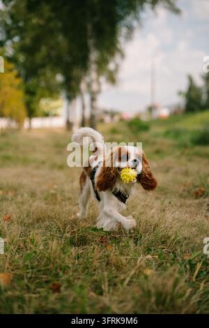 Froher Spanielhund, der mit einem gelben Spielball spazieren geht Stockfoto