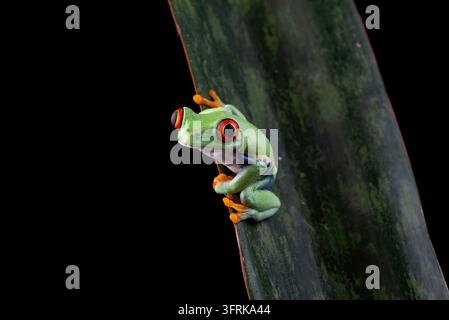 Lebendiger roter Baumfrosch, der an einem großen grünen Blatt haftet Stockfoto