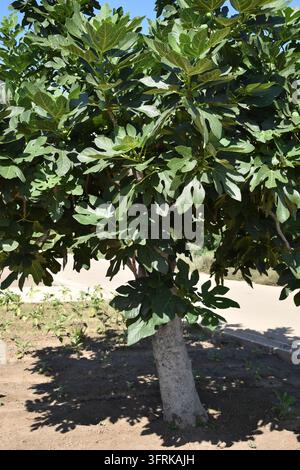 Vertikale Aufnahme eines Feigenbaumstamms (Ficus carica) mit üppigem grünem Laub, das einen sanften Schatten auf den Boden wirft Stockfoto
