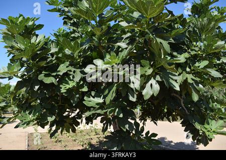Vollansicht eines üppigen grünen Feigenbaums (Ficus carica) mit dichtem Laub in einem sonnigen mediterranen Park, Griechenland Stockfoto