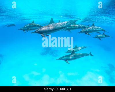 Schnorcher schwimmt mit einer großen Gruppe Delfinen Stockfoto