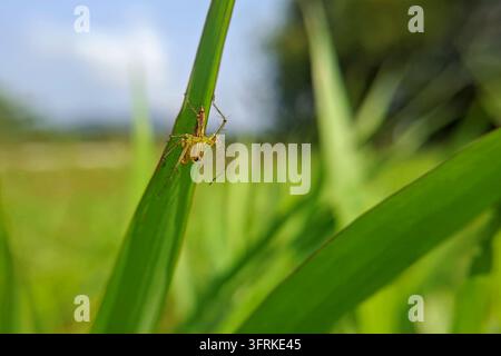 Eine grüne Luchskrabbe kriecht kopfüber auf einem hellgrünen Grashalm in einem sonnigen landwirtschaftlichen Reisfeld oder einer natürlichen Wiese im Freien Stockfoto
