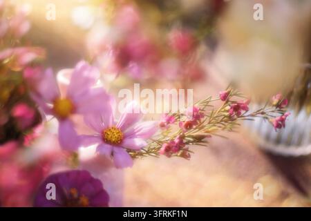 Traumhafte rosa Kosmeien in sanftem Sonnenlicht Stockfoto