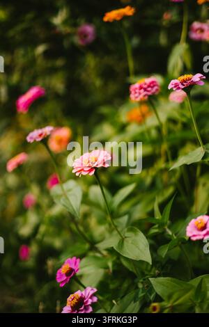 Bunte Zinnien blühen in einem Sommergarten Stockfoto