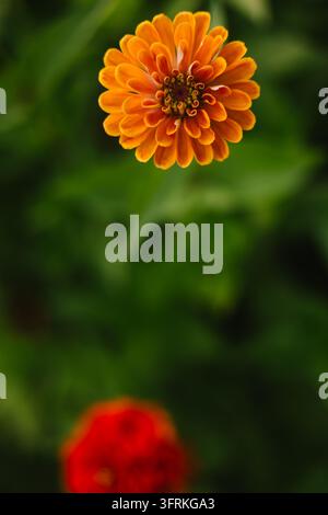 Einzige orangefarbene Zinnienblüte mit verschwommenem Hintergrund Stockfoto