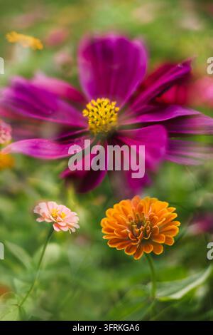 Weiche Fokus auf farbenfrohe Kosmos- und Zinnienblumen in einem Garten Stockfoto