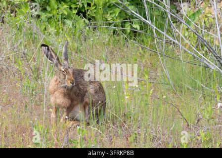 Europäischer Hase, Lepus europaeus. Ein Tier sitzt in einer überwucherten Wiese Stockfoto