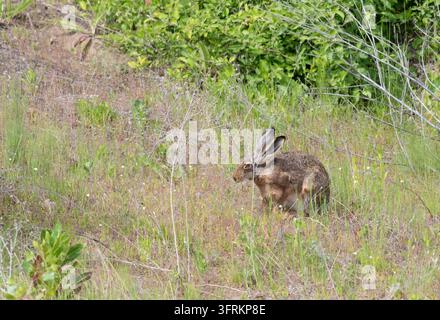 Europäischer Hase, Lepus europaeus. Ein Tier sitzt auf einer Wiese und lauscht Stockfoto