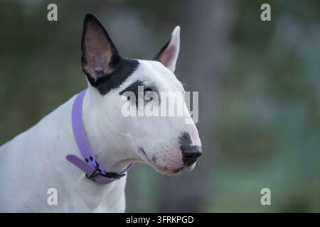 Ein Porträt eines weißen Bullterriers mit einer Augenklappe, der im Freien in die Kamera schaut. Hochwertiges Foto Stockfoto