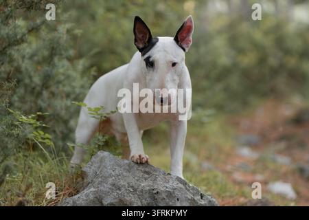Weißer Bullterrier steht selbstbewusst mit einer Pfote auf einem moosigen Felsen im Wald. Hochwertiges Foto Stockfoto