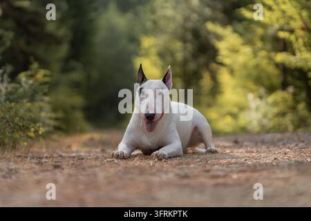 Entzückender weißer Bullterrier liegt auf einem Waldweg mit herausgestreckter Zunge. Hochwertiges Foto Stockfoto