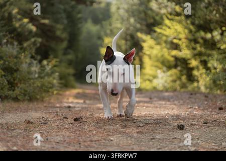 Süßer weißer Bullterrier läuft auf einem sonnigen Waldweg auf die Kamera zu. Hochwertiges Foto Stockfoto
