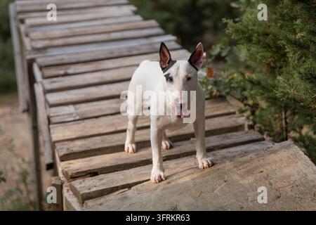 Nahaufnahme-Porträt eines starken weißen Bullterriers, der auf einer hölzernen Fußgängerbrücke im Freien steht. Hochwertiges Foto Stockfoto