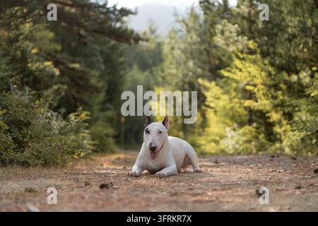 Weißer Bullterrier liegt auf dem Bauch auf einem sonnigen Waldweg an einem Sommertag. Hochwertiges Foto Stockfoto