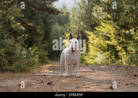 Schöner weißer Bullterrier in voller Länge auf einem Feldweg in einem grünen Wald stehend. Hochwertiges Foto Stockfoto