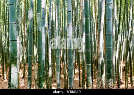 Hohe grüne Bambusstangen erheben sich von einem Boden aus trockenen Blättern in einem Wald in Kyoto, Japan, beleuchtet von gesprenkeltem Frühlingssonnenlicht Stockfoto
