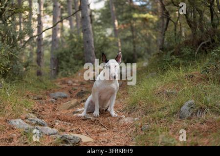 Süßer weißer Bullterrier liegt bequem auf einem Waldboden, der mit Kiefernnadeln bedeckt ist. Hochwertiges Foto Stockfoto