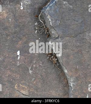 Bunte graue Felsbrockenoberfläche mit einem welligen zentralen Felsgrat in einer vertikalen Komposition, die eine poröse geologische Textur zeigt Stockfoto