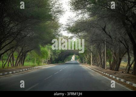 Doha, Katar – Asphaltstraße, die durch einen natürlichen grünen Baumtunnel führt, der sich wölbt und eine ruhige Fahrt durch dichte Baumkronen ermöglicht Faisal-Museum Stockfoto