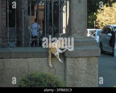 Ingwergetigerkatze liegt in einer ungewöhnlichen Position auf einer Steinmauer neben einem verzierten schmiedeeisernen Zaun in einer städtischen Umgebung. Stockfoto