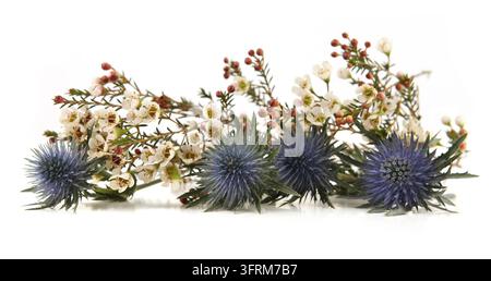 Blumen Mittelmeer-Mannstreu und Wachblumen isoliert auf weißem Hintergrund. Rand von Blauer Mannstreu-Disteln, Eryngium bourgatii und Darwinia uncin Stockfoto