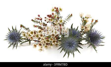 Blumen Mittelmeer-Mannstreu und Wachblumen isoliert auf weißem Hintergrund. Rand von Blauer Mannstreu-Disteln, Eryngium bourgatii und Darwinia uncin Stockfoto