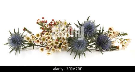Blumen Mittelmeer-Mannstreu und Wachblumen isoliert auf weißem Hintergrund. Rand von Blauer Mannstreu-Disteln, Eryngium bourgatii und Darwinia uncin Stockfoto
