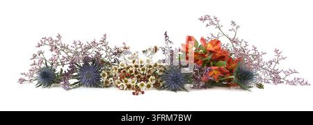 Blumen Mittelmeer-Strandaster, Limonium safora, Peruanische Lilie und Wachsblumen isoliert auf weißem Hintergrund. Rand von Blauer Strandaster-Distel, Eryng Stockfoto