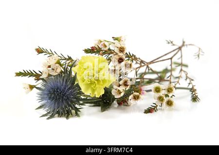 Blumen  Mittelmeer-Flachschotter, Nelke und Wachsblume isoliert auf weißem Hintergrund. Rand von Blauer Flachschotterdistel, Eryngium bourgatii und Darw Stockfoto