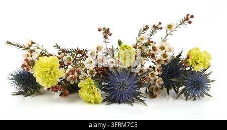 Blumen  Mittelmeer-Flachschotter, Nelke und Wachsblume isoliert auf weißem Hintergrund. Rand von Blauer Flachschotterdistel, Eryngium bourgatii und Darw Stockfoto